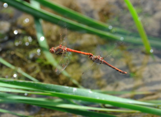 Quale Sympetrum? Sympetrum striolatum